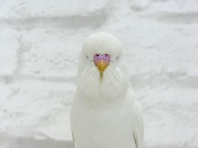 ジャンボセキセイインコ