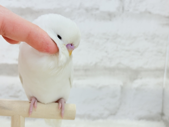 ジャンボセキセイインコ