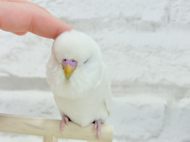 ジャンボセキセイインコ