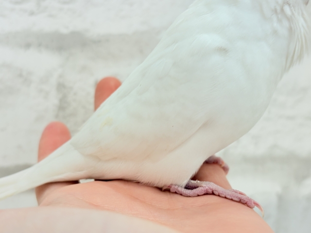 ジャンボセキセイインコ