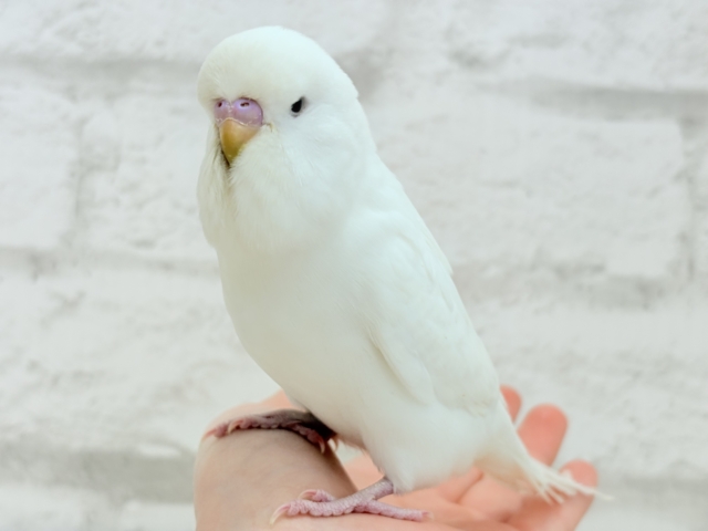ジャンボセキセイインコ