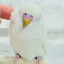 【最新画像更新🪄】もっふもふ大天使🧚‍♀️💖ジャンボセキセイインコ(ダブルファクター) ヒナ