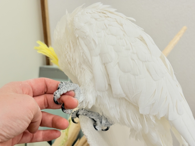 【動画更新🪄】ハッピーオーラ🫧ノリノリキーちゃん🕊💛アルーキバタン(男の子) アルーキバタン