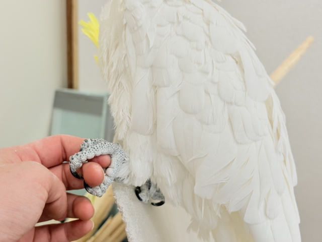 アルーキバタン