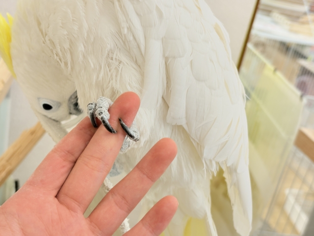 【動画更新🪄】ハッピーオーラ🫧ノリノリキーちゃん🕊💛アルーキバタン(男の子) アルーキバタン