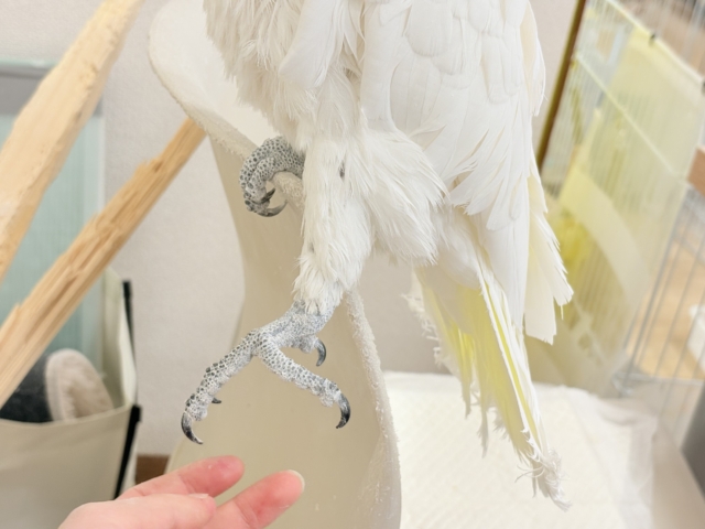 【動画更新🪄】ハッピーオーラ🫧ノリノリキーちゃん🕊💛アルーキバタン(男の子) アルーキバタン