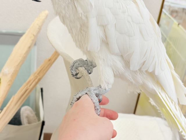 アルーキバタン