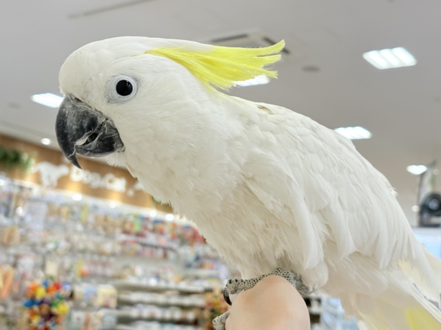 【動画更新🪄】ハッピーオーラ🫧ノリノリキーちゃん🕊💛アルーキバタン(男の子) アルーキバタン