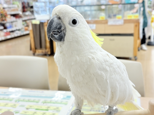 アルーキバタン