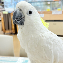 【動画更新🪄】ハッピーオーラ🫧ノリノリキーちゃん🕊💛アルーキバタン(男の子)