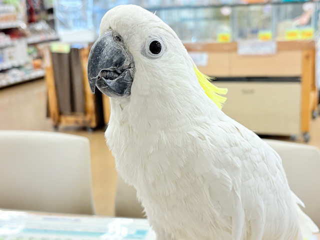 【動画更新🪄】ハッピーオーラ🫧ノリノリキーちゃん🕊💛アルーキバタン(男の子)