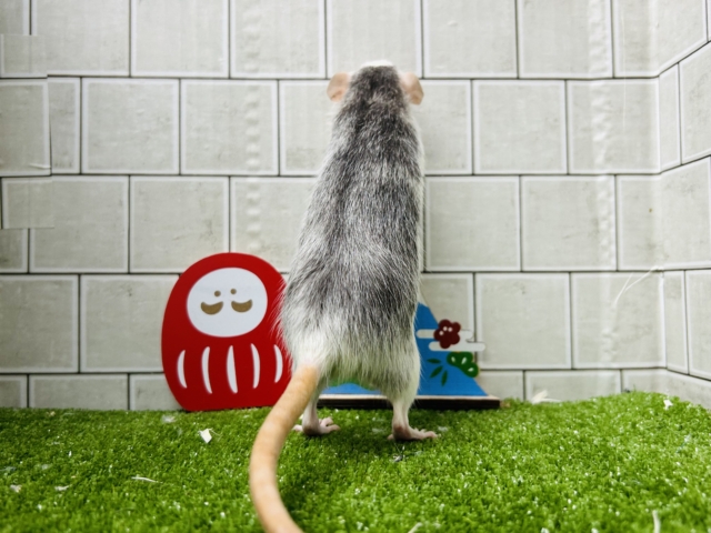 ファンシーラット