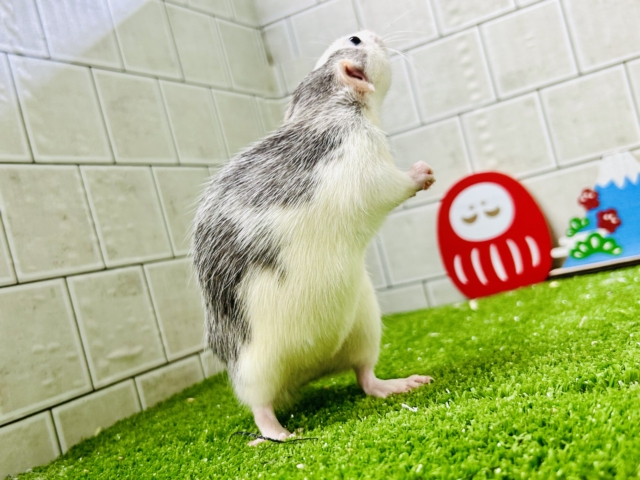 ファンシーラット