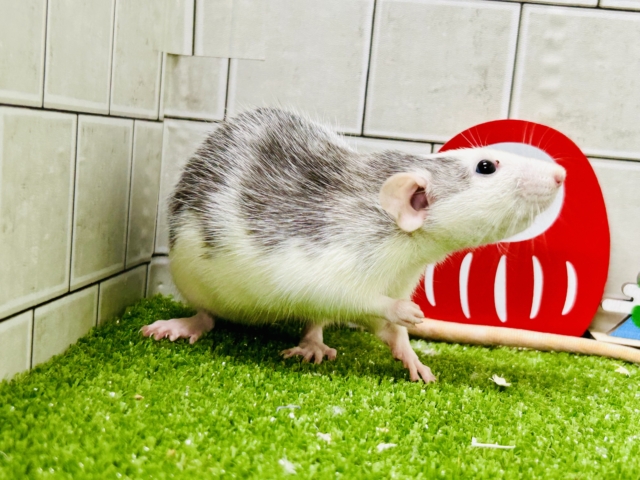 ファンシーラット