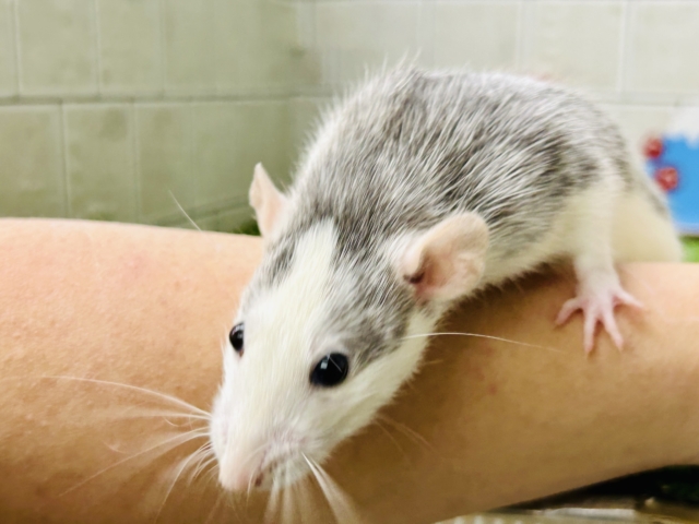 ファンシーラット