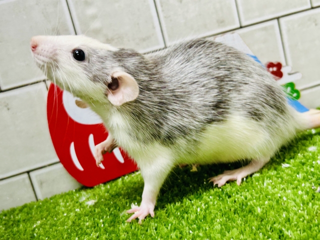 ファンシーラット