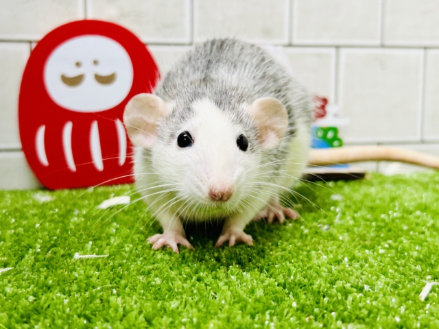 賢さナンバー１！　ラット界のアイドルちゃん(*’ω’*)　ファンシーラット