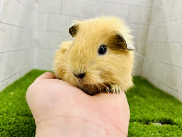 ロシアンモルモット