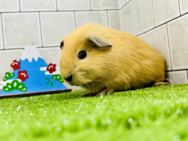 ロシアンモルモット