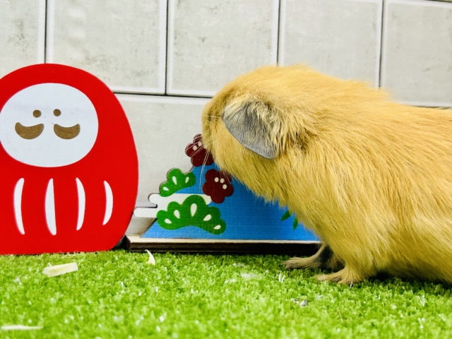 ロシアンモルモット