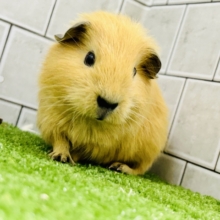 ぷっくりいなり寿司ちゃん!(^^)!　ロシアンモルモット