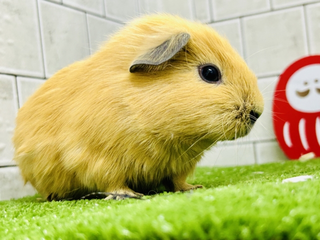 ロシアンモルモット