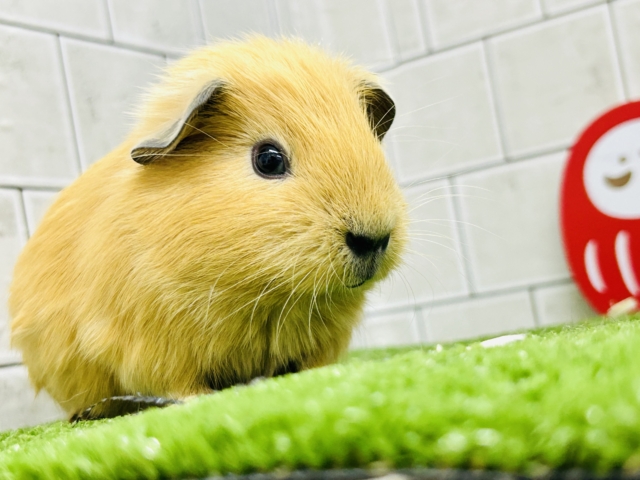 ロシアンモルモット