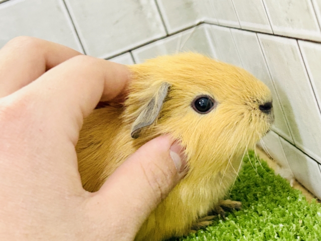 ロシアンモルモット