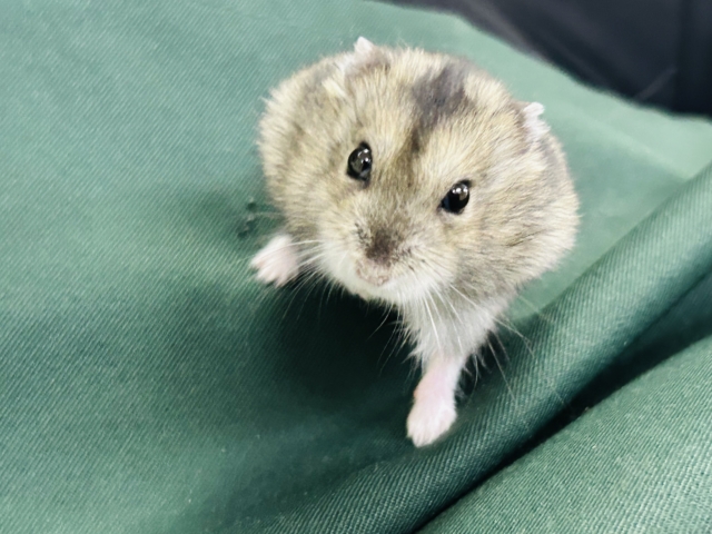 ドワーフハムスター