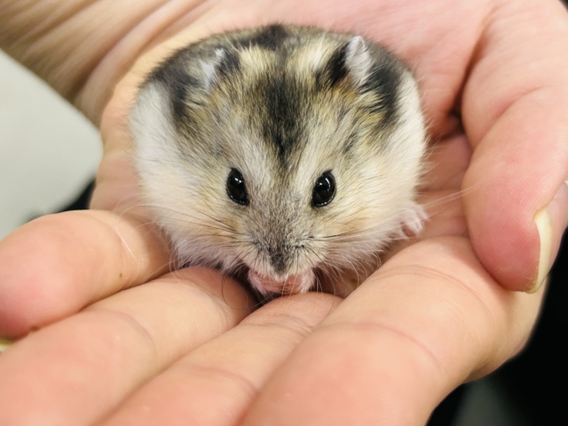 ドワーフハムスター