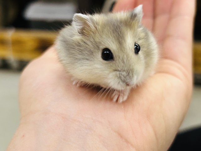 ドワーフハムスター