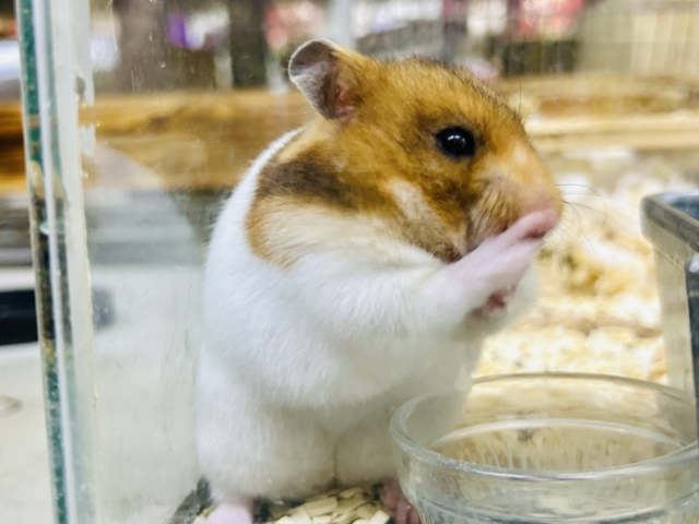 ゴールデンハムスター