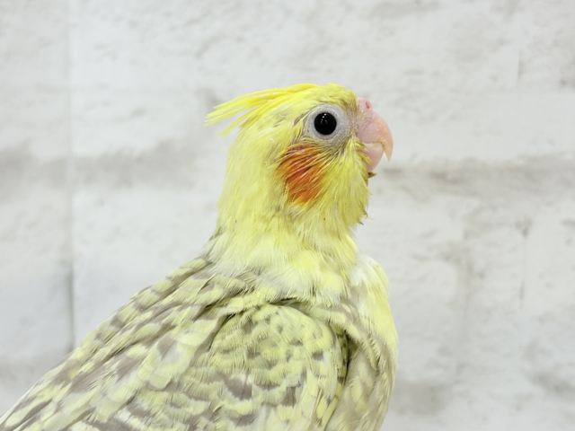 オカメインコ