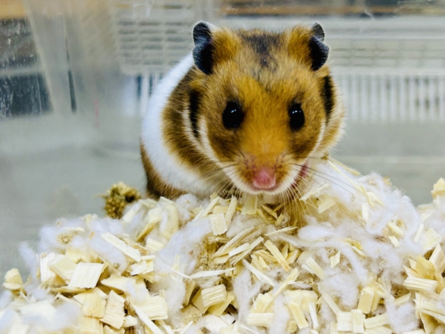 ゴールデンハムスター