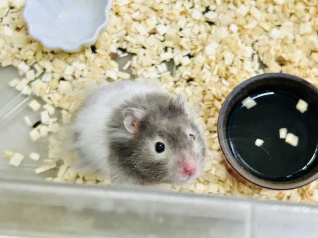 ゴールデンハムスター