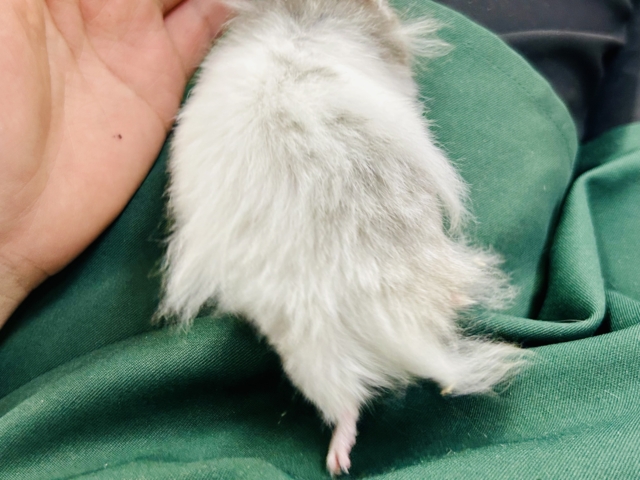 バーンとゴージャス✨ セーブルハムスター ゴールデンハムスター