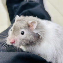 バーンとゴージャス✨　セーブルハムスター