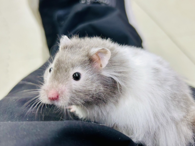 バーンとゴージャス✨　セーブルハムスター