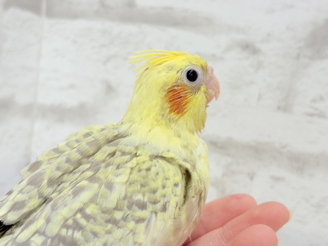 オカメインコ