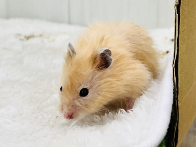 ゴールデンハムスター