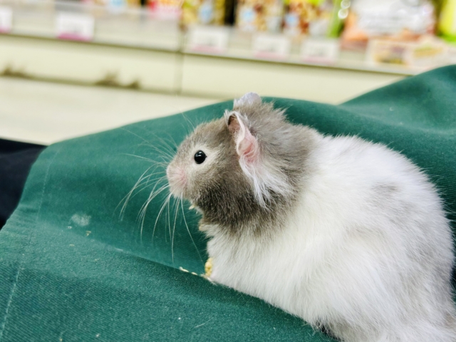 バーンとゴージャス✨ セーブルハムスター ゴールデンハムスター