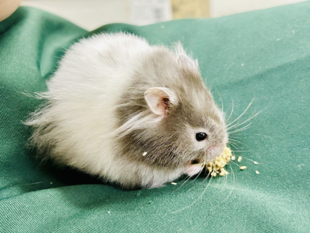 バーンとゴージャス✨ セーブルハムスター ゴールデンハムスター