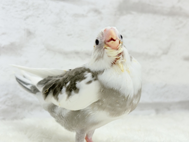 【最新画像更新🪄】オセロカラーの元気っ子怪獣🐣🖤🤍オカメインコ(WFパイド) ヒナ オカメインコ