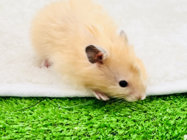 私は特別♡艶々サテンハムスター入舎です🌟 ゴールデンハムスター