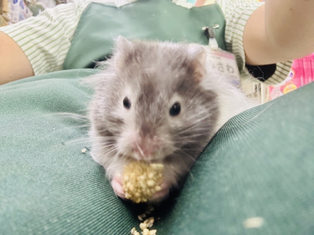 ゴールデンハムスター