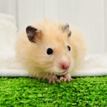 私は特別♡艶々サテンハムスター入舎です🌟