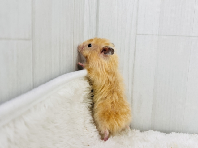 私は特別♡艶々サテンハムスター入舎です🌟 ゴールデンハムスター