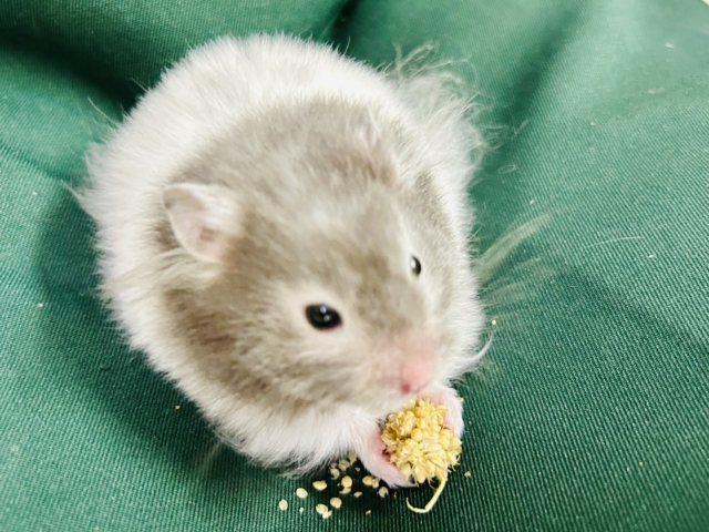 ゴールデンハムスター