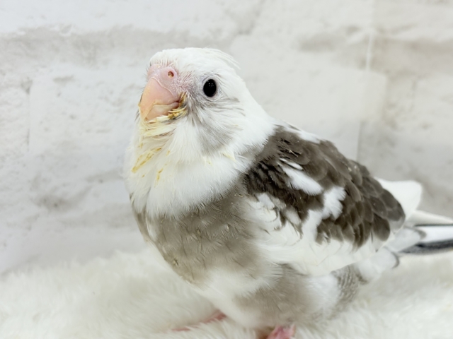 【最新画像更新🪄】オセロカラーの元気っ子怪獣🐣🖤🤍オカメインコ(WFパイド) ヒナ オカメインコ