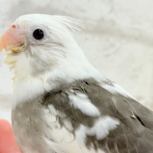 【最新画像更新🪄】オセロカラーの元気っ子怪獣🐣🖤🤍オカメインコ(WFパイド) ヒナ